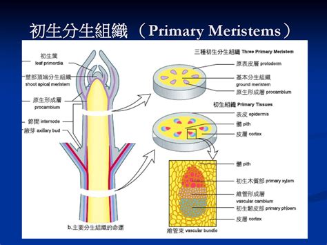 葉子生長在莖上的位置稱為什麼|葉序：葉片在枝條莖節上著生排列的方式。